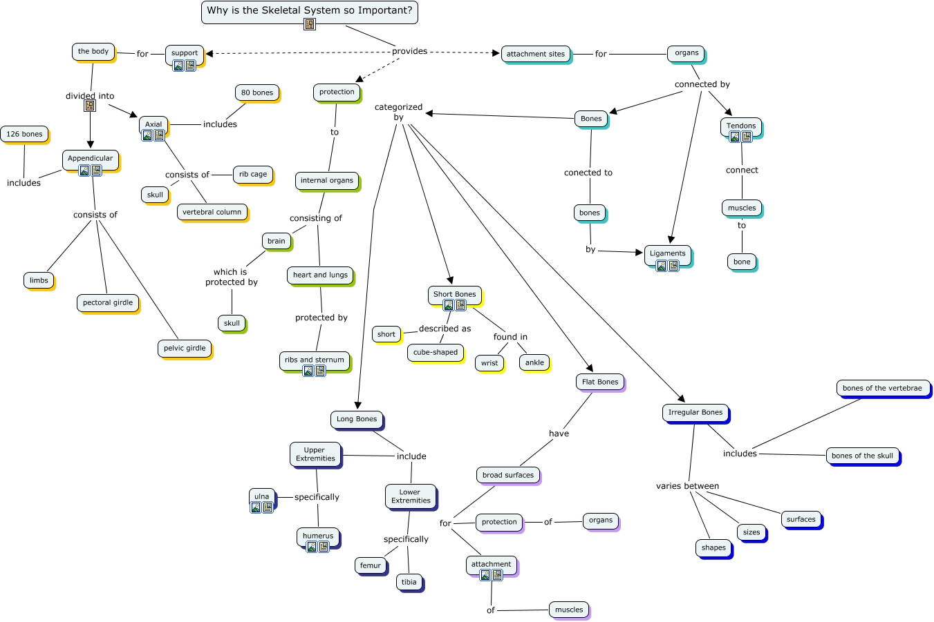 Skeletal System Concept Map Map Vector
